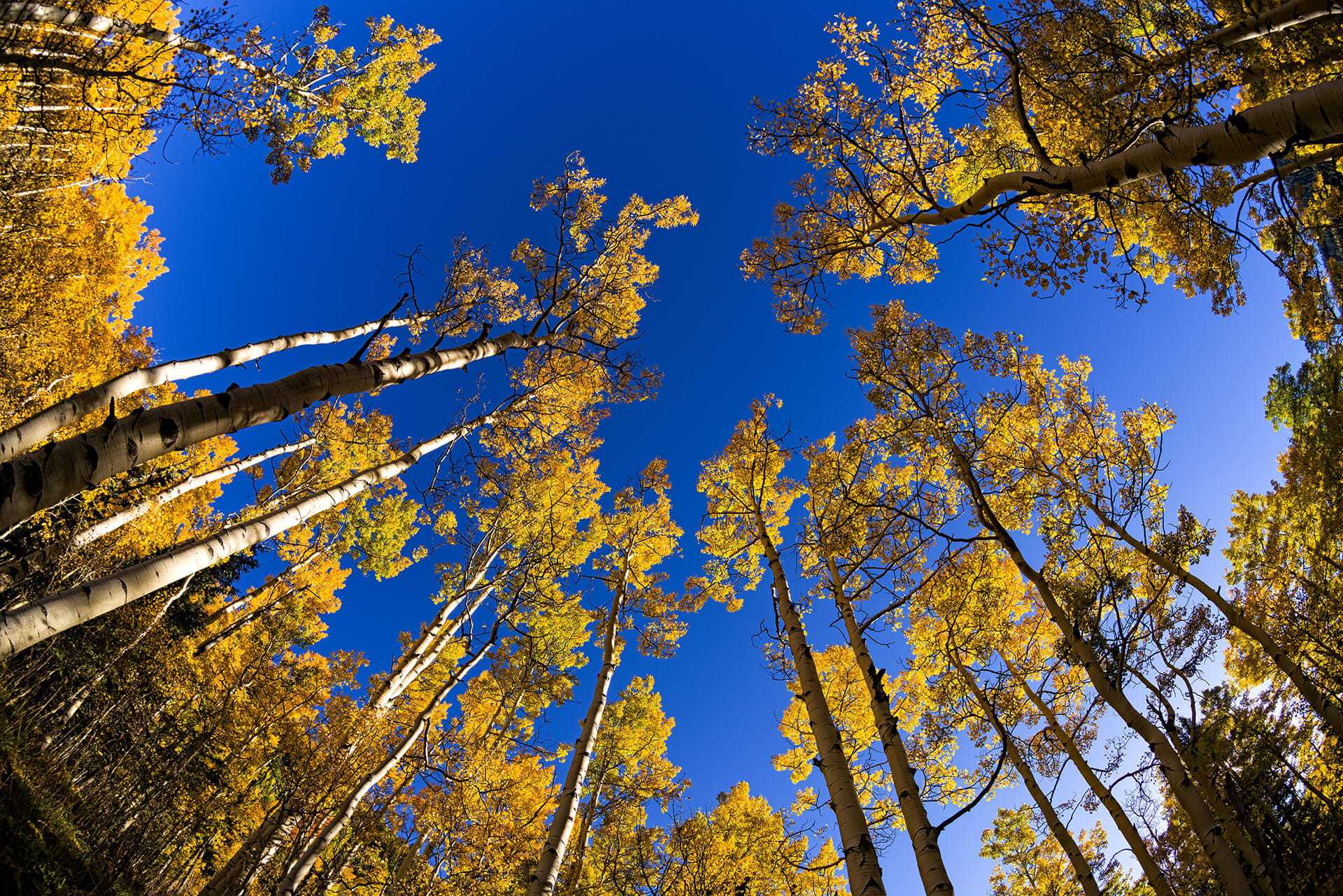 Telluride Your Online Guide to Telluride, CO