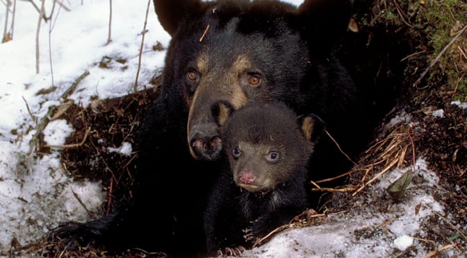 Bear-Proofing Your Home